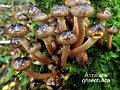 Armillaria griseofusca-amf2225